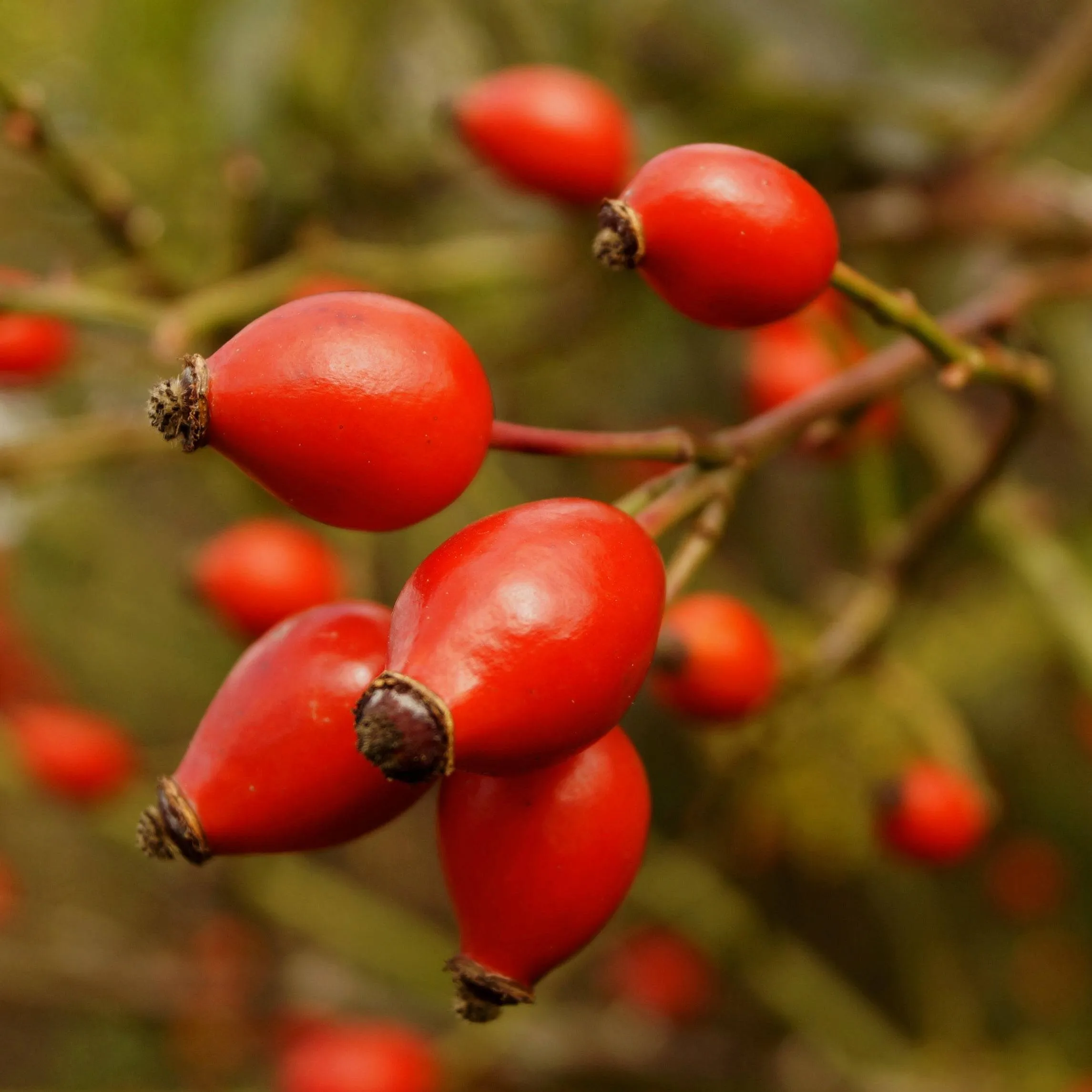 GingerChi Seabuckthorn GLOW Facial Oil